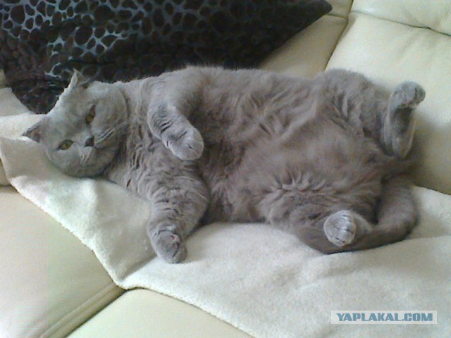 Котовторник 20.10.2015