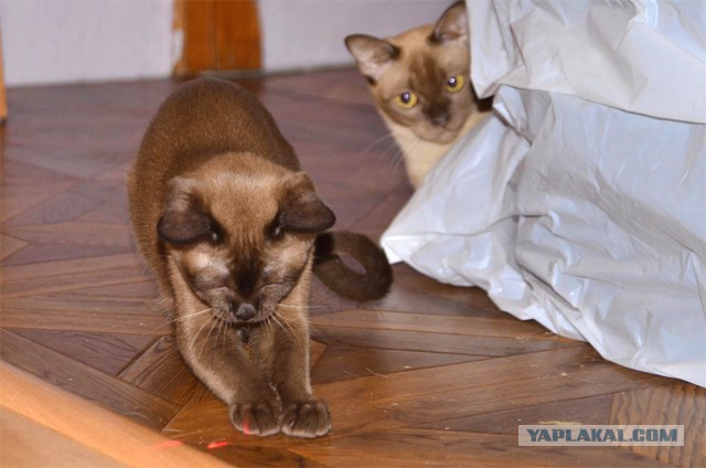 Котовторник 17.11.2015