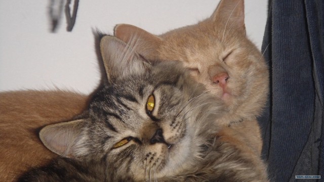 За что я люблю китайцев