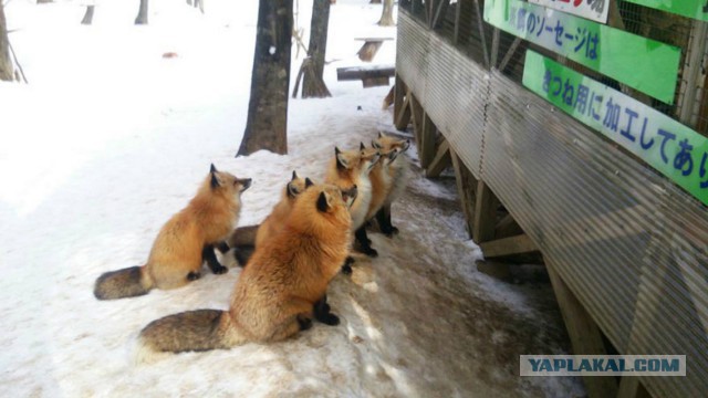Деревенские коты