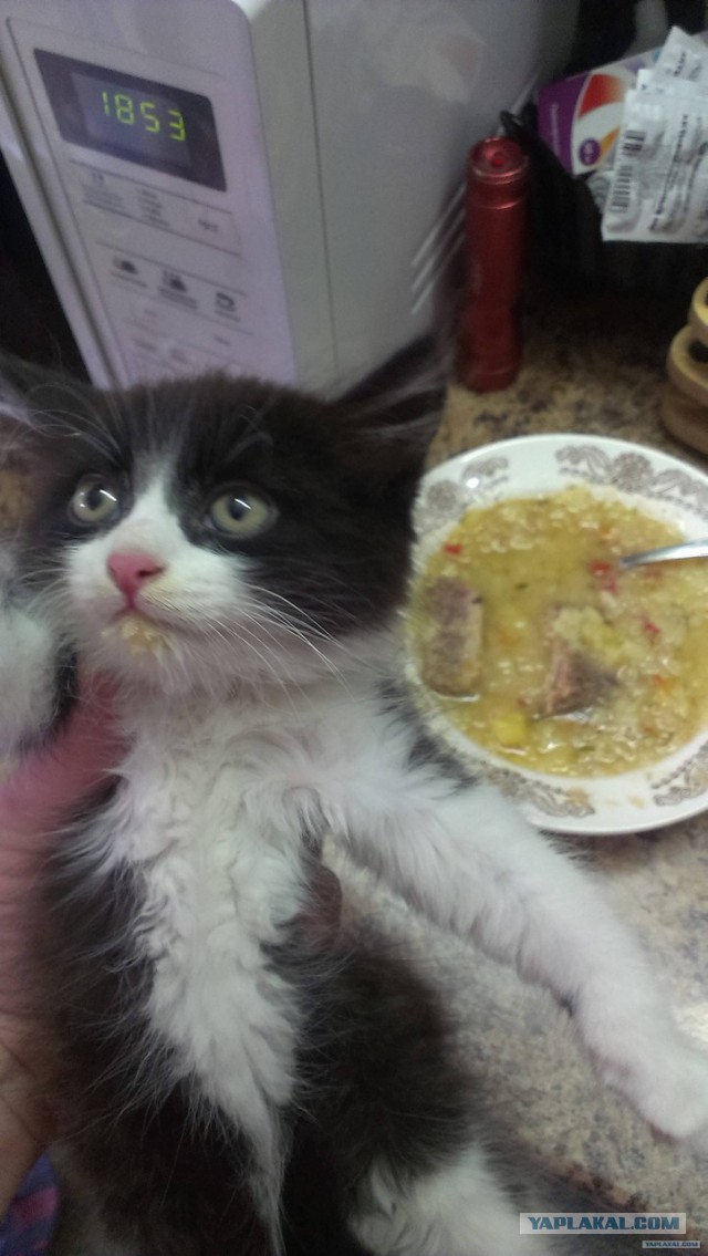 Подборка животных, которых застали за трапезой