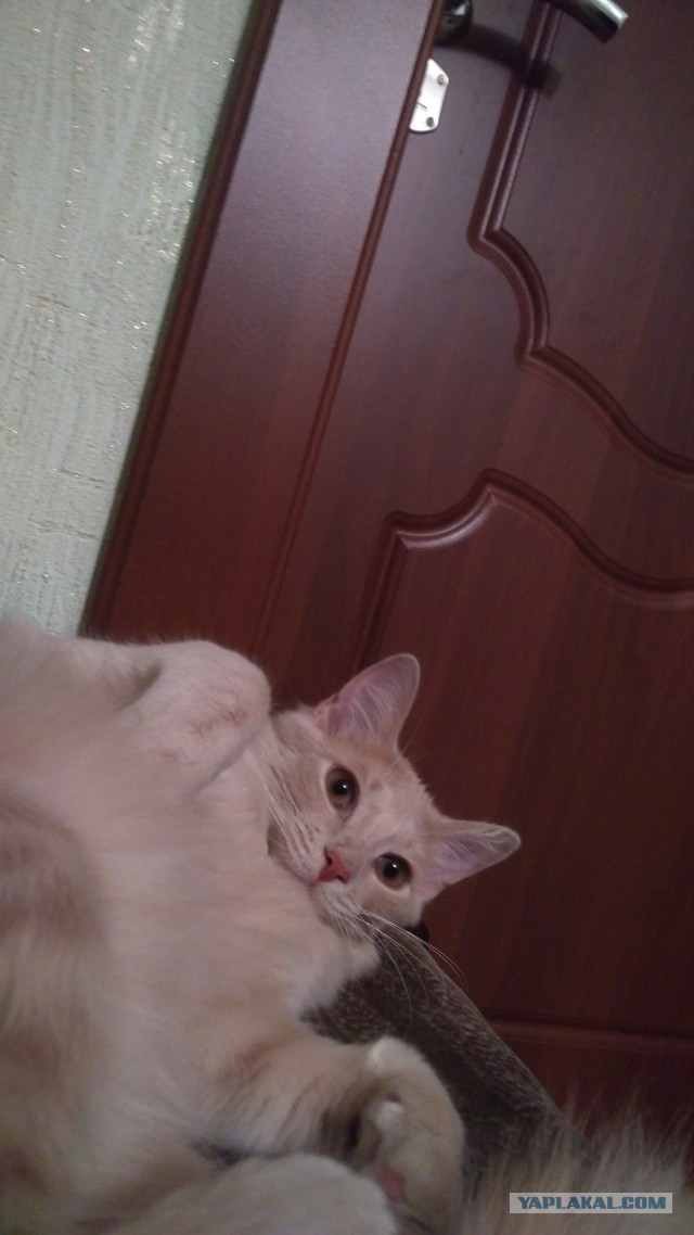 Котовторник
