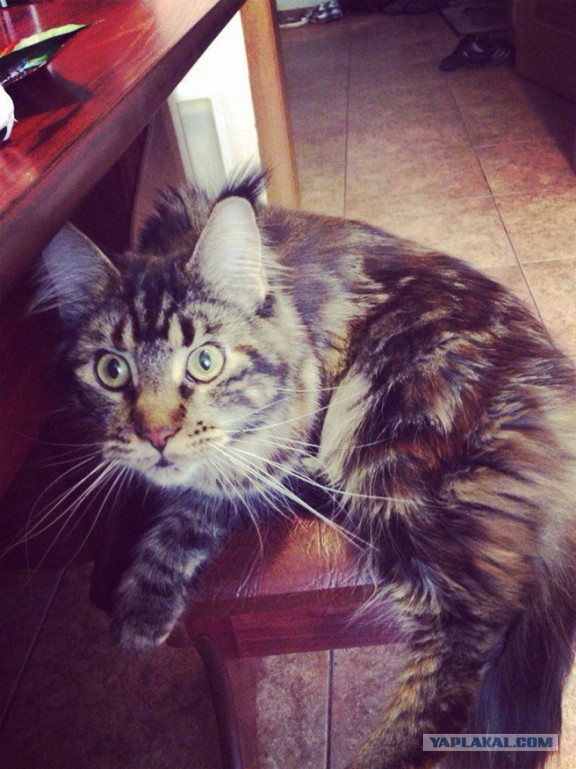 Котовторник 15.03
