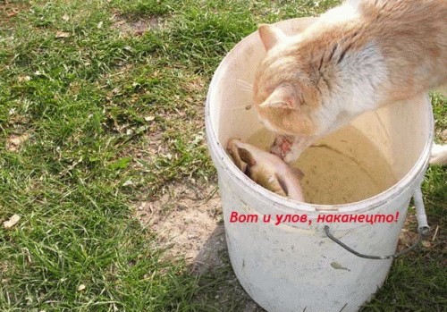 Котосказка на вторник (22 эпизода КПМ)
