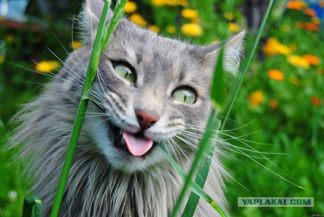 Котовторник 28.06.2016