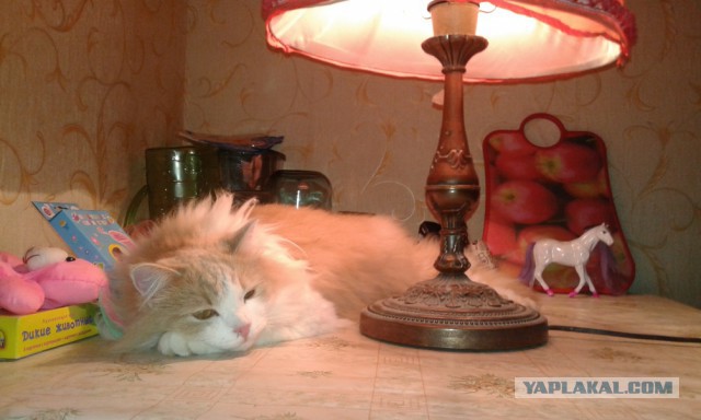 Раз уж наступил Котовторник, то вот мои кошаки.
