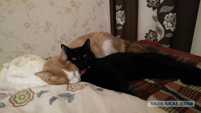 Котовторник 08.11.2016