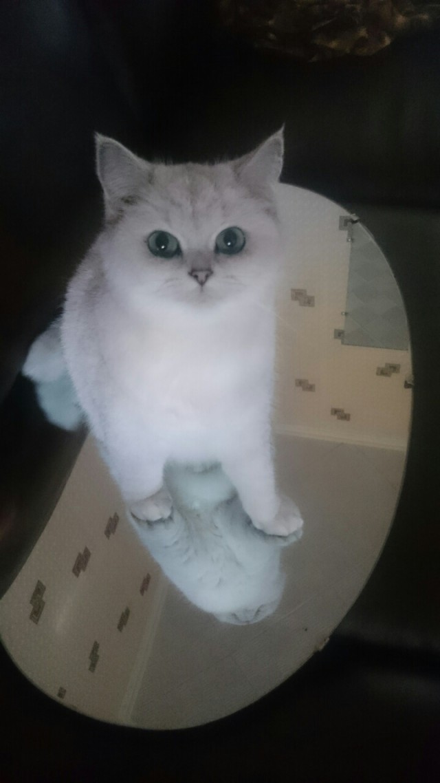 Котовторник 28.02.2017