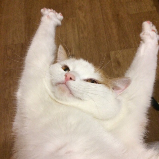 Коты и Кошки