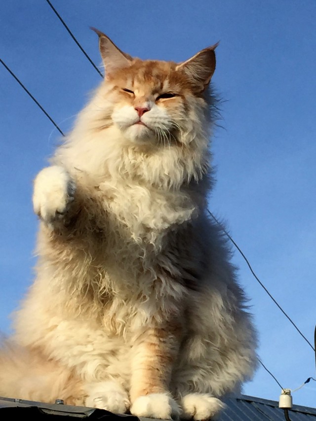 Коты и Кошки
