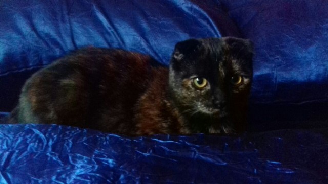 Коты и Кошки