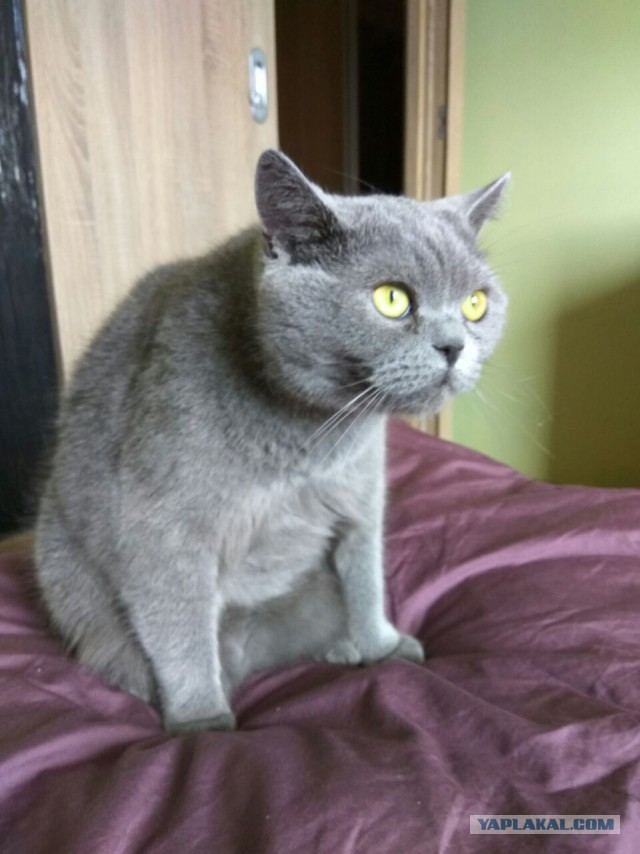 Котовторник 2.05.2017