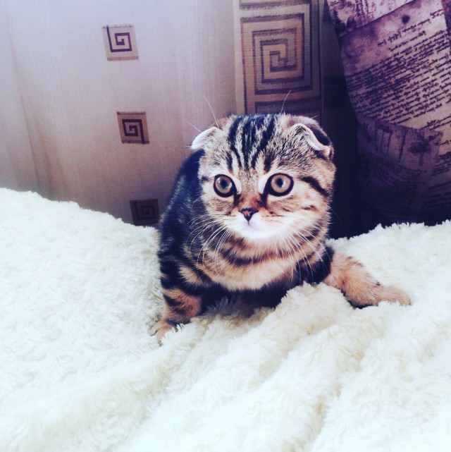Коты и Кошки