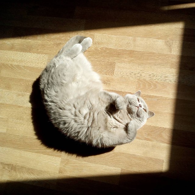 Коты и Кошки
