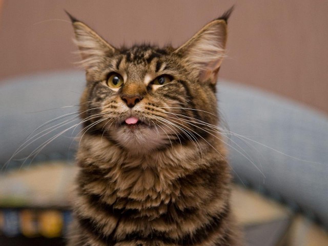 Коты и Кошки