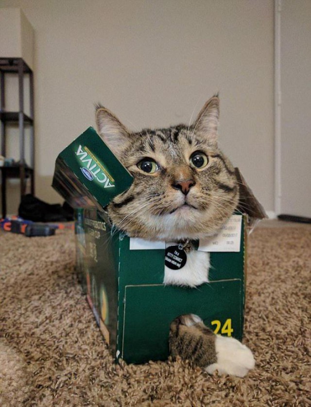 24 кота, которые подняли дерзость на новый уровень