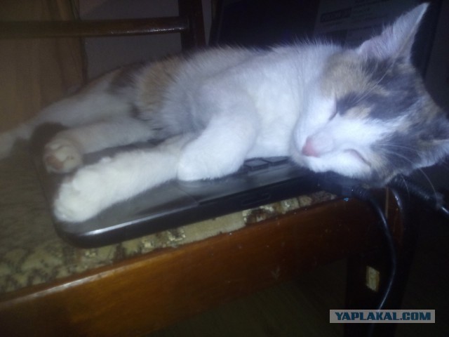 Котовторник  05.12.2017