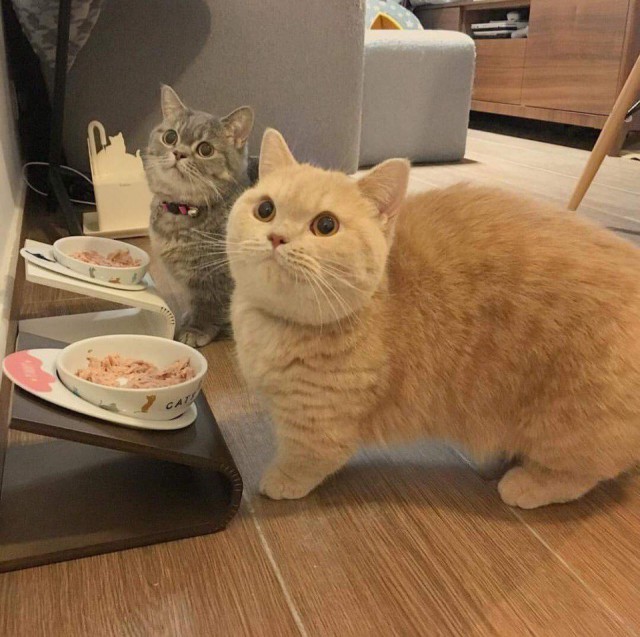 Прикольных котов пост