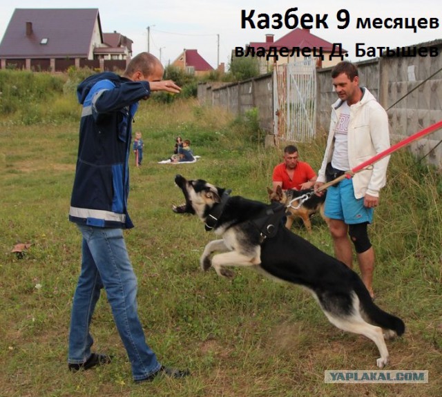 Щенки ВЕО (РКФ)
