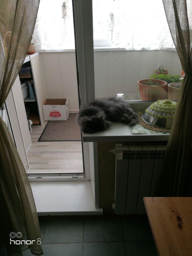 Котовторник 27.03.2018