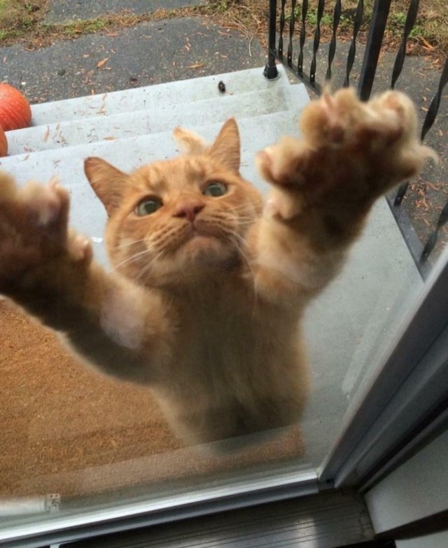 Прикольных котов пост