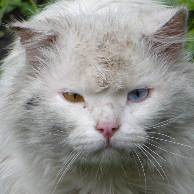 Котовторник на ЯПе (11.03.08)