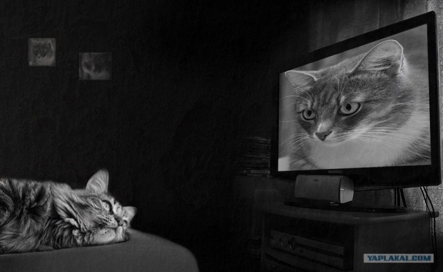 Уррааа! Котомет на ЯПлакалъ.
