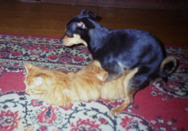 Котовторник на 04.08.2009