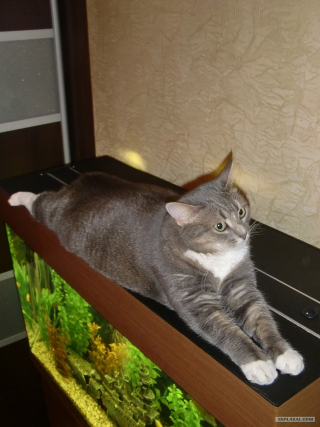 Котовторник начался