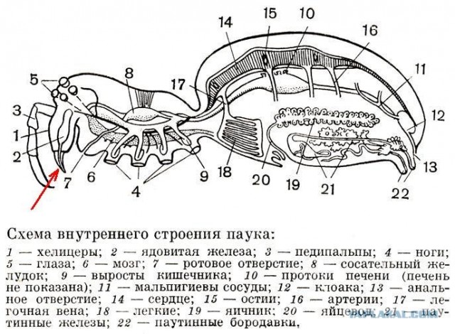 Угадайте, чьи клыки?