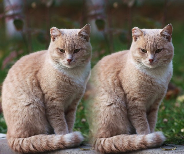 Котовторник стартует