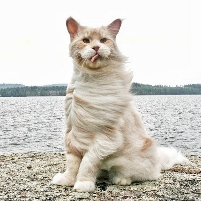 Прикольных котов пост