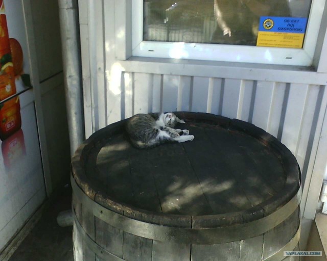 С котовторником !