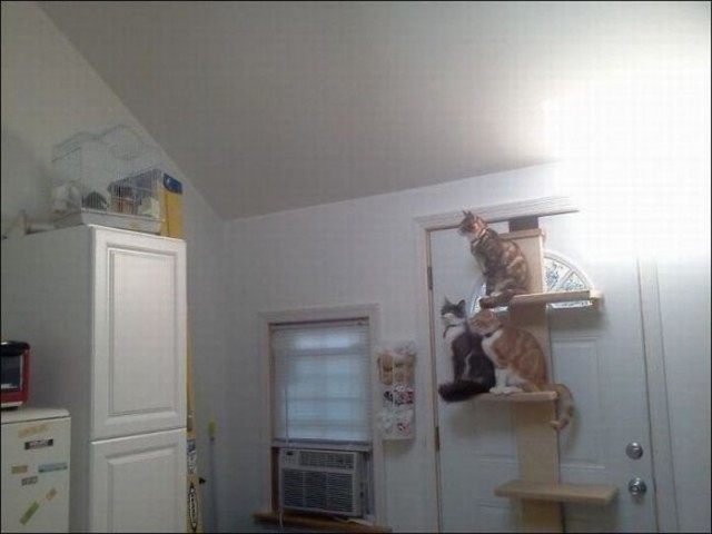 Котовторник!