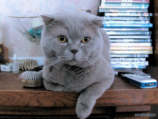 Котовторник 27.03.2012