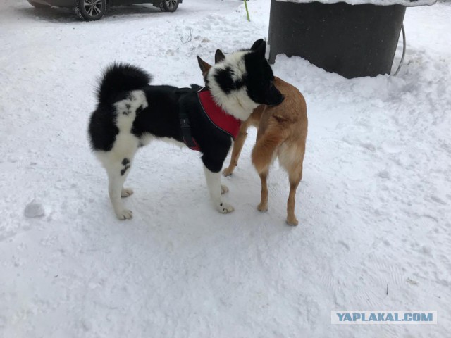 Собака-потеряка ищет хозяина