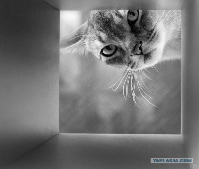 Котовторник 24.04.2012