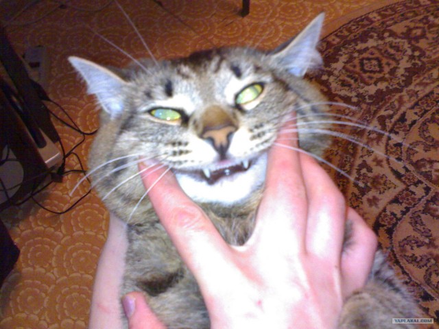 Котовторник (15.05.2012)