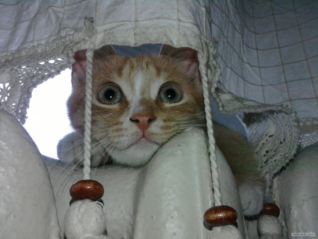 Котовторник 31.07.2012 г.