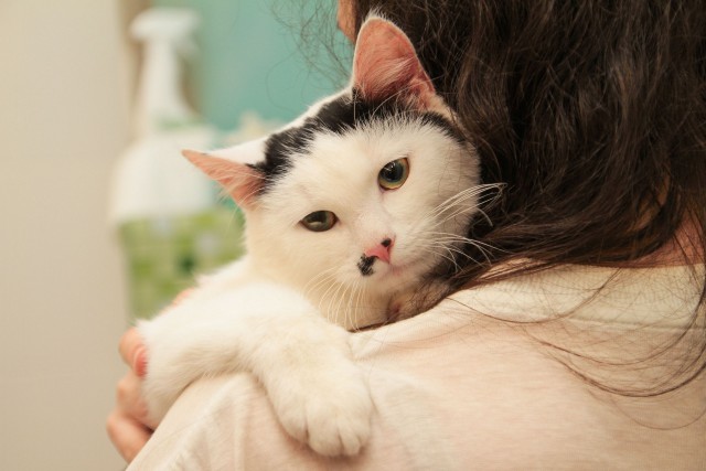 Прикольных котов пост