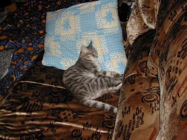 Котовторник  28.08.12