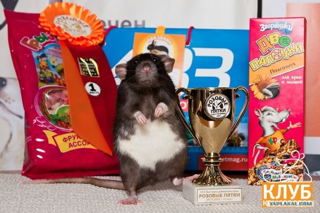 Самые смешные снимки животных за 2012 год