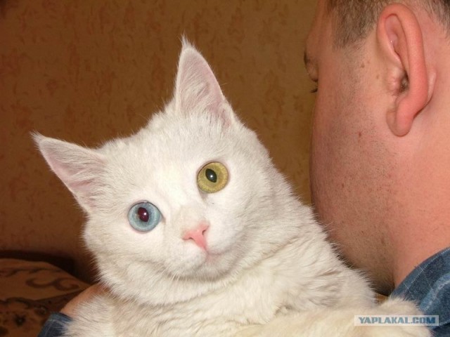 Котовторник 29.01.2013