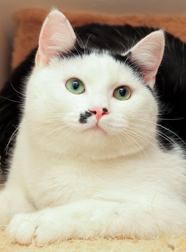 Забавные фото котеек