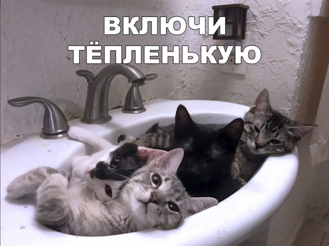 Забавные фото котеек