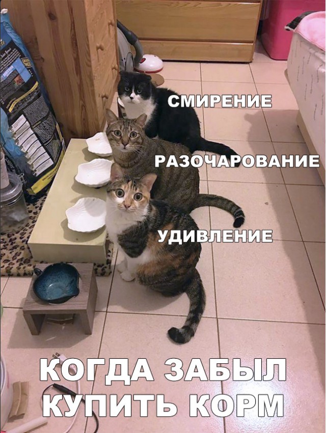 Забавные фото котеек