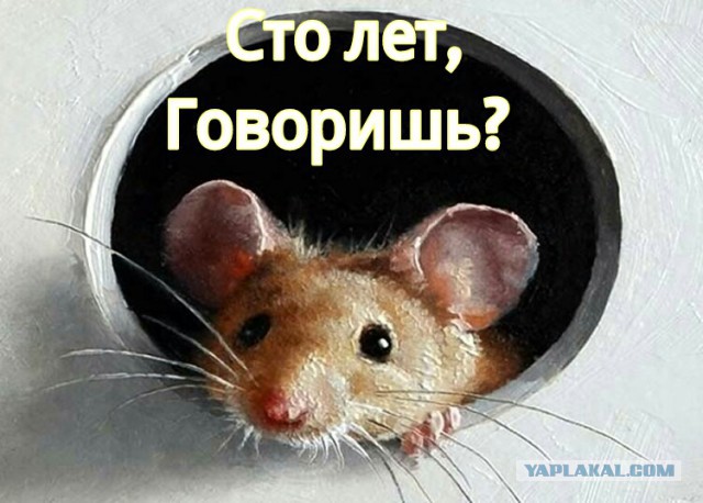Собирается за 1 день, прослужит 100 лет: голландцы создали полнофункциональный дом из картона