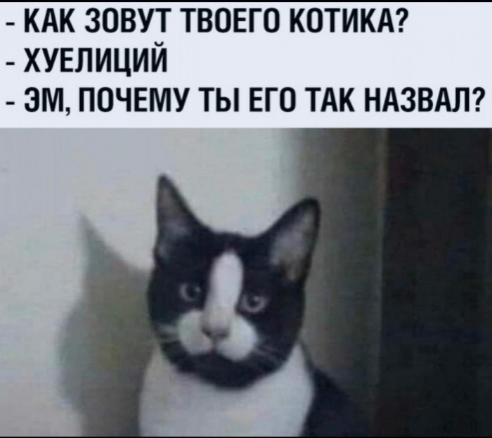 Картинки с котами и про котов