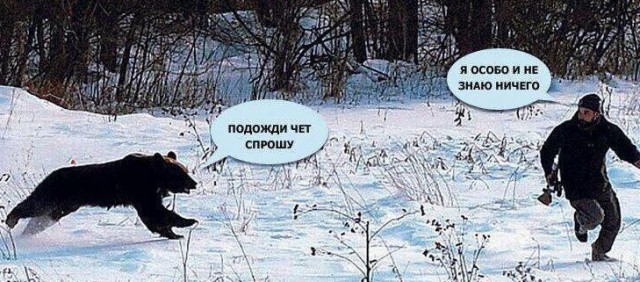 Медвежата устроили футбольный матч на Камчатке