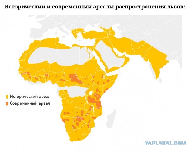 Как крымские чиновники кошмарят уникальный в мире парк львов.
